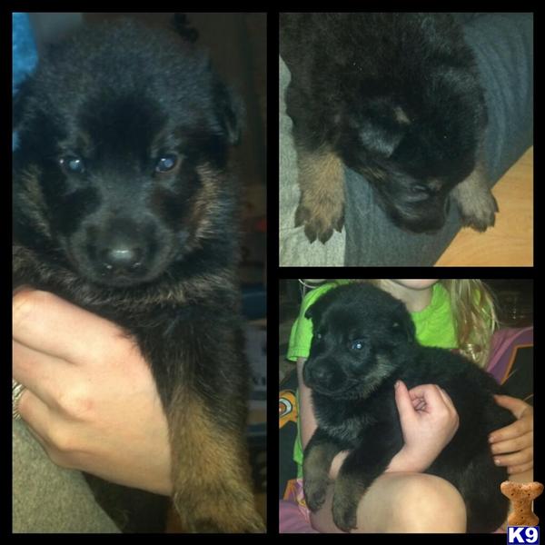Puppies in OK